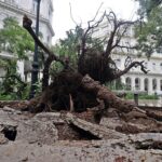 Tőből kitépett fa az Idalia hurrikán elvonulása után Havannában 2023. augusztus 29-én.