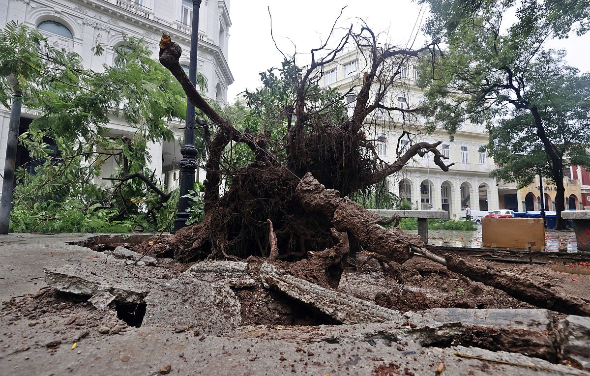 Tőből kitépett fa az Idalia hurrikán elvonulása után Havannában 2023. augusztus 29-én.