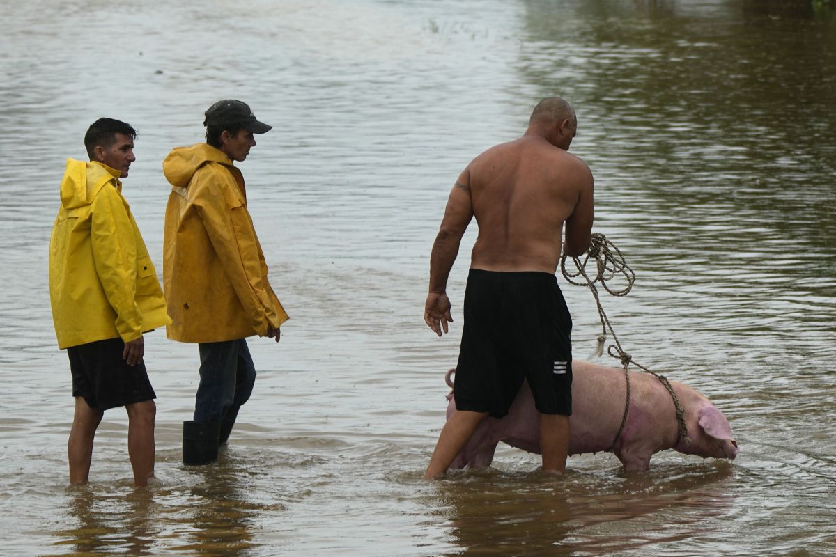 Malacot vezet át árvízben álló úttesten egy férfi az Idalia hurrikán elvonulása után Havannában 2023. augusztus 29-én.