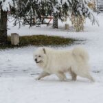 Kutya a behavazott zalaegerszegi Vizslaparkban