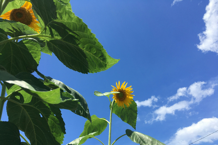 M g Nem Kell Temetni A Nyarat Kider l Id j r s